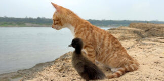 一緒に野生を生き抜く子猫のヒナ