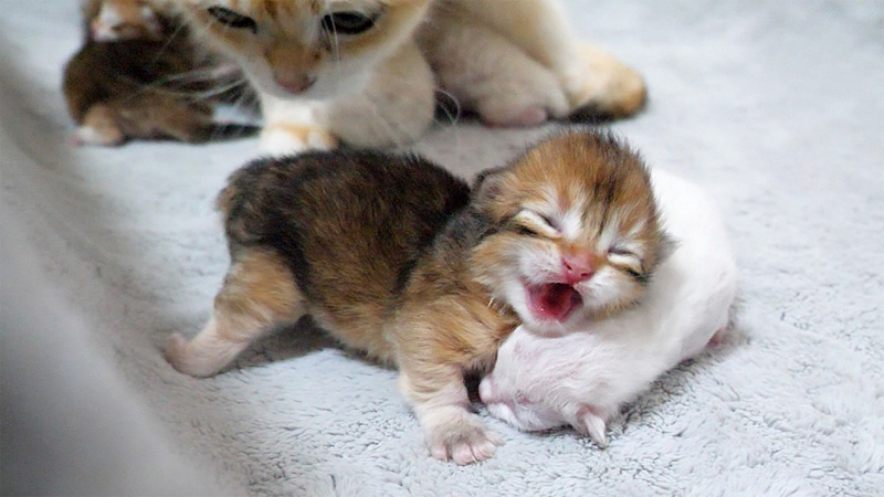 子猫を見守る母猫