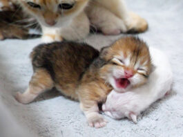 子猫が鳴くとすぐに駆けつける母猫の姿に温かい愛情を感じる (*´ｪ