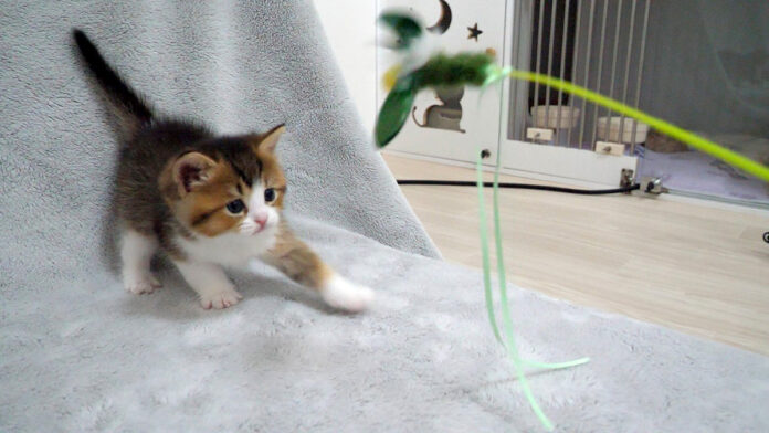 初めてのオモチャにビビっちゃう子猫