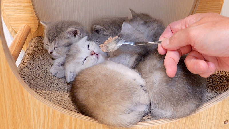 離乳食を初めて食べる子猫