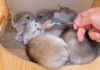 初めて離乳食を食べる子猫