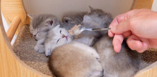 初めて離乳食を食べる子猫