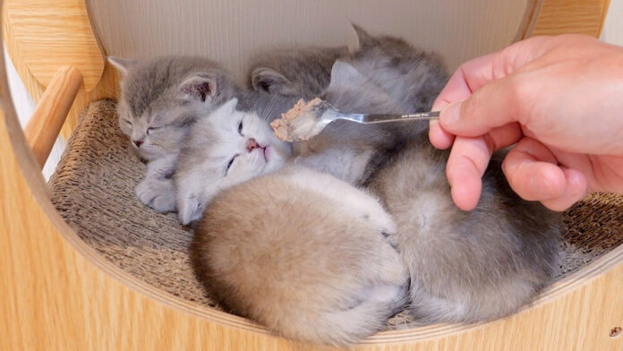初めて離乳食を食べる子猫