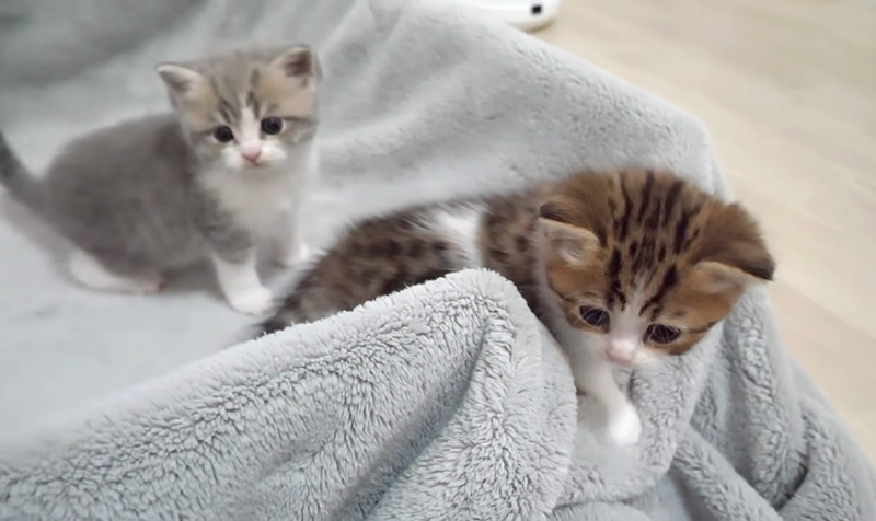 箱から初めて出た子猫達