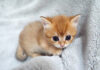 箱から初めて出た子猫