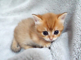膝の上でお話ししながらじゃれ合う仲良し子猫の三兄弟にホッコリ (*´ω