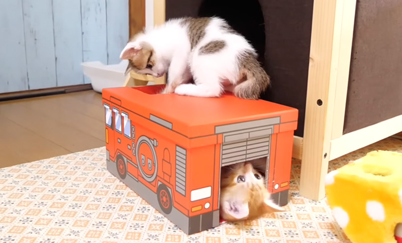 箱から出られなくなってジタバタしちゃう子猫
