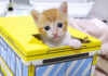 箱から出られなくなってジタバタしちゃう子猫
