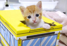 箱から出られなくなってジタバタしちゃう子猫