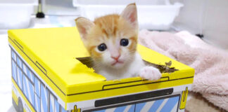 箱から出られなくなってジタバタしちゃう子猫