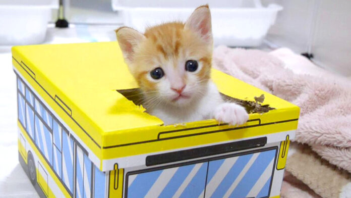 箱から出られなくなってジタバタしちゃう子猫