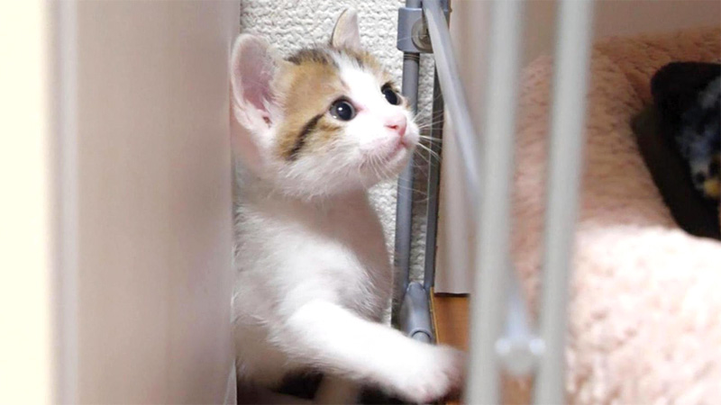 狭い場所で眠気に襲われた子猫