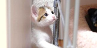 狭い場所で眠気に襲われた子猫