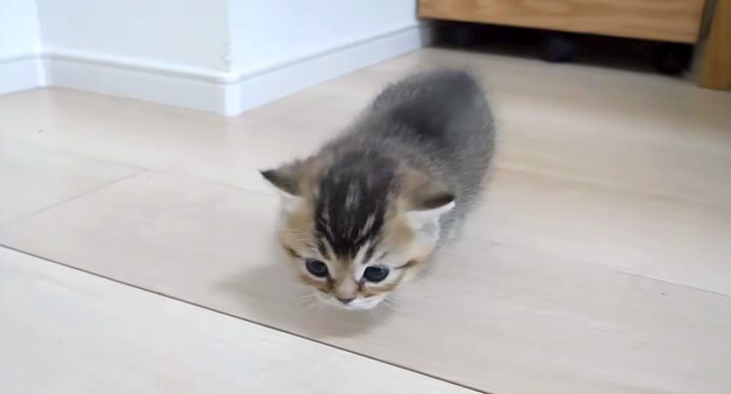 部屋探索する子猫