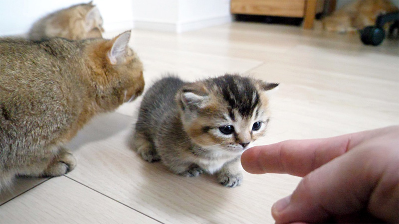 子猫に興味津々の猫達