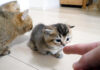 子猫をストーカーする猫達