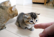 子猫をストーカーする猫達