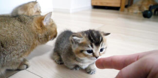 子猫をストーカーする猫達