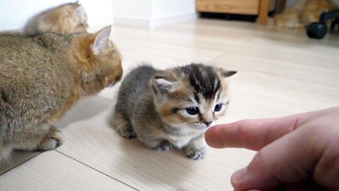 子猫をストーカーする猫達