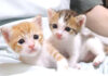 いつも一緒の姉猫と弟猫
