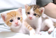 いつも一緒の姉猫と弟猫