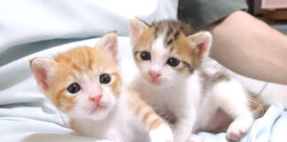 いつも一緒の姉猫と弟猫