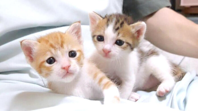 いつも一緒の姉猫と弟猫