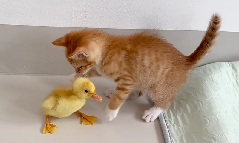 アヒルのヒナと遊ぶ子猫