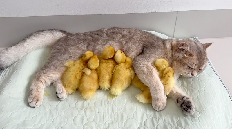 アヒルのヒナを世話する猫