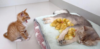 アヒルのヒナを世話する母猫に驚く子猫