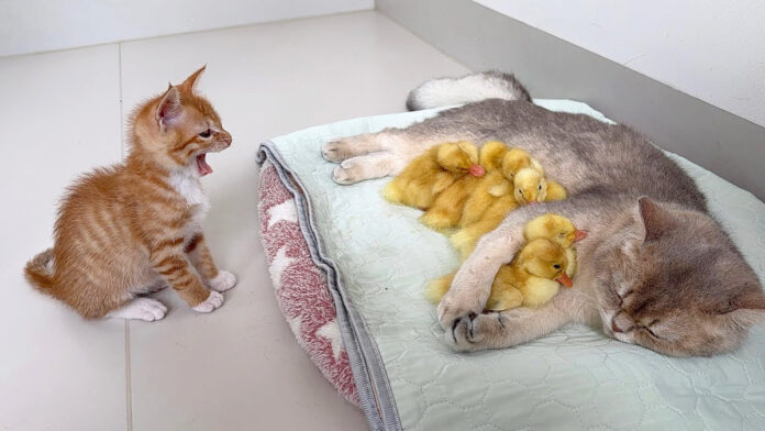 アヒルのヒナを世話する母猫に驚く子猫
