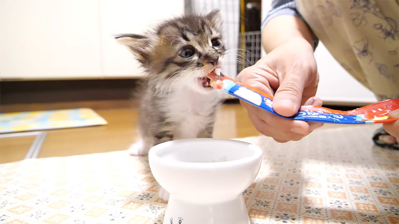 離乳食を食べる子猫