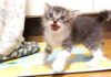 ひとりでニャーニャー隊を結成した子猫