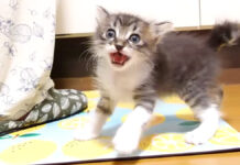 ひとりでニャーニャー隊を結成した子猫