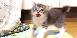 ひとりでニャーニャー隊を結成した子猫