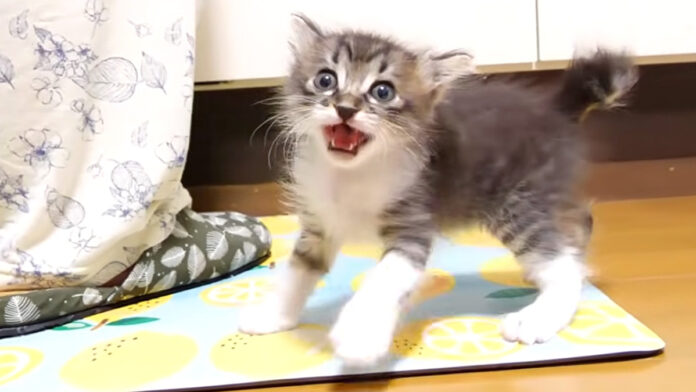 ひとりでニャーニャー隊を結成した子猫