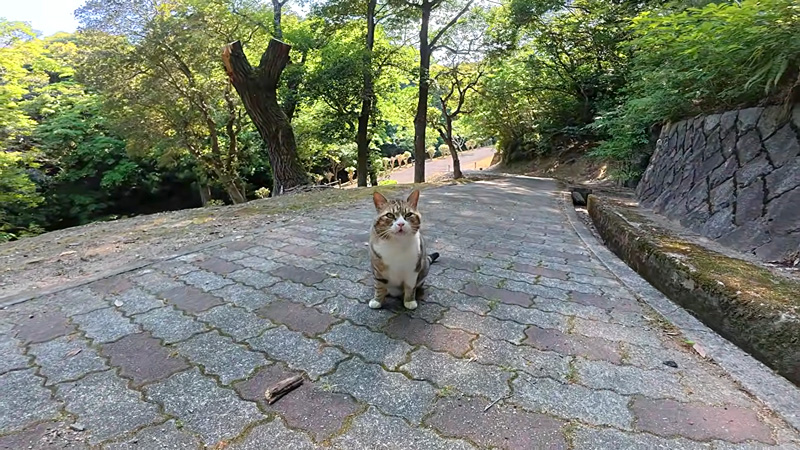 歩道に座っていた猫
