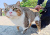 一度モフると絶対に帰らせてくれない猫