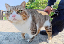 一度モフると絶対に帰らせてくれないキジ白猫さん。甘えん坊が止まらない様子が可愛すぎる♡ 一度モフると絶対に帰らせてくれない猫