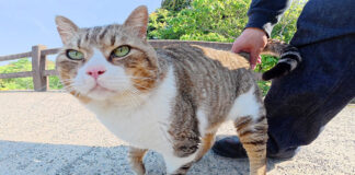 一度モフると絶対に帰らせてくれない猫