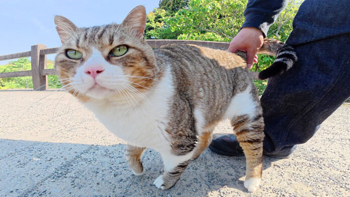 ichidomofu_neko_title 一度モフると絶対に帰らせてくれない猫