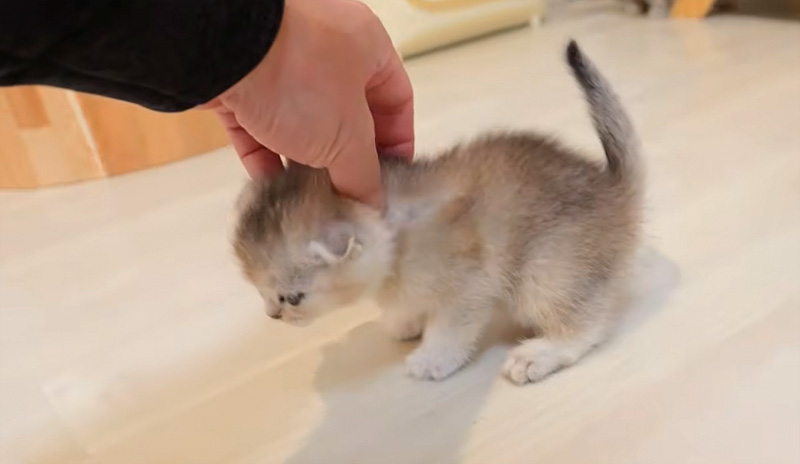 ナデナデされる子猫