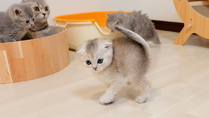 威嚇ステップを踏む子猫