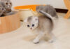 威嚇ステップを踏む子猫