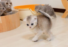 威嚇ステップを踏む子猫