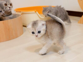 いまだに祖母猫のミルクを飲もうとする大きな赤ちゃん猫が可愛い
