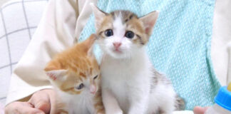 いつもより鳴く子猫達