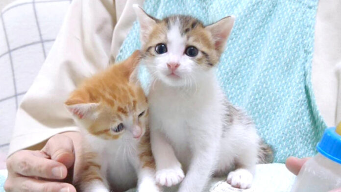 いつもより鳴く子猫達