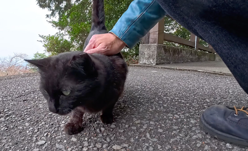 いっぱい撫でられる神社の猫